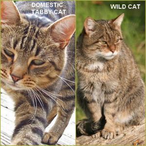 domestic-cat-wid-cat-comparison