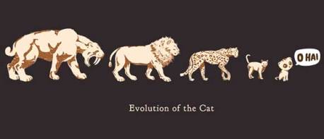 evolution of the cat